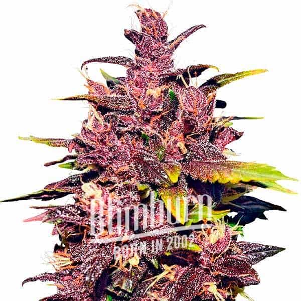 Granddaddy Purple Blimburn Seeds