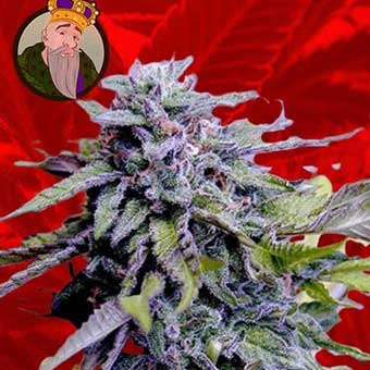 Granddaddy Purple Crop King Seeds