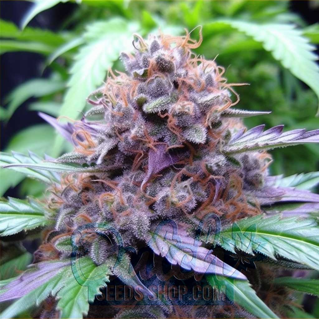 Granddaddy Purple Dutch Seeds Shop