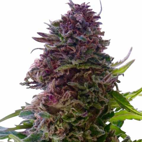 Granddaddy Purple ILGM